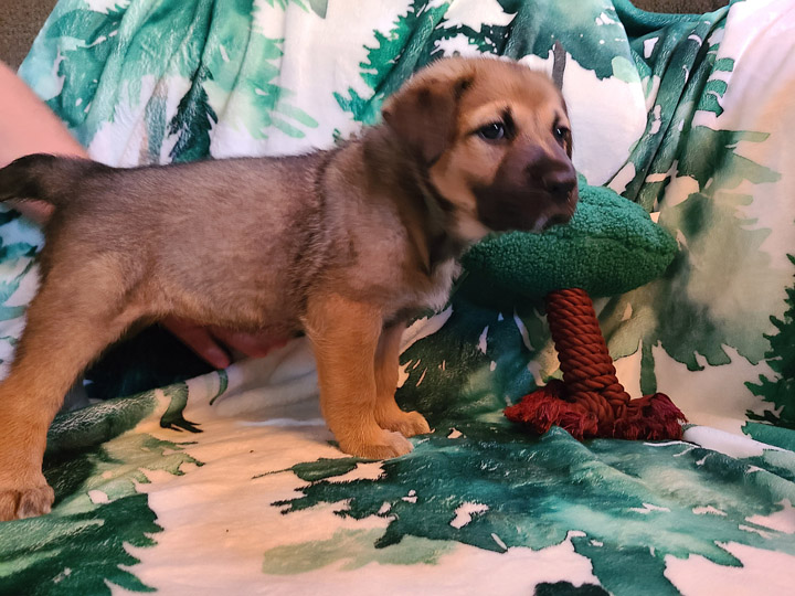 chinook puppy